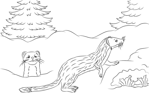 Cute Long Tailed Weasels Coloring Page